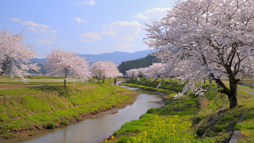 春の心象風景～鳥羽川2022
