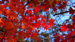 最上山公園～真紅の紅葉2019