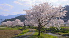 原風景　春～鳥羽川2022