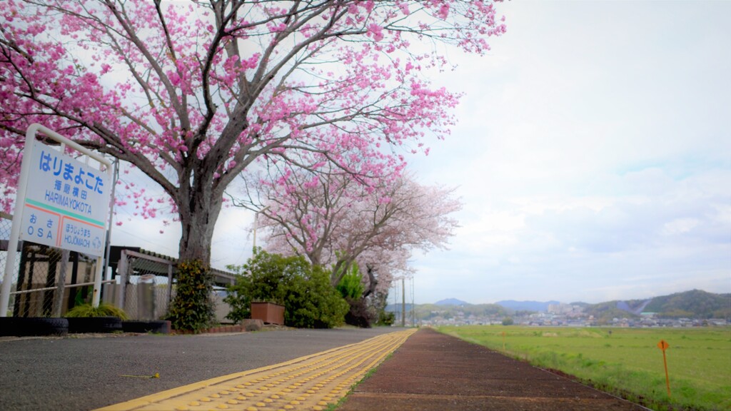 さくらぷらっとほーむ～北条鉄道・播磨横田駅2021