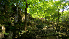 緑に染まる庭園～高源寺2022