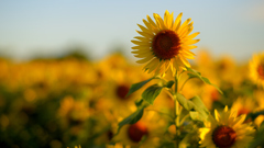 Girasole ～ひまわりの丘公園2025