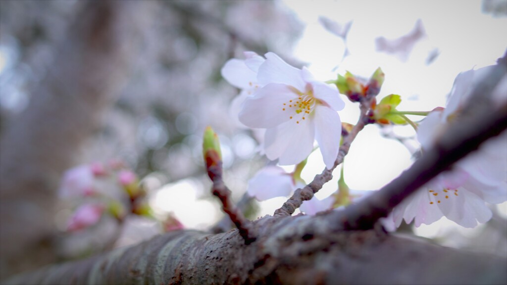 春の息吹き～八幡桜公園2021