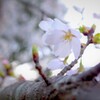 春の息吹き～八幡桜公園2021