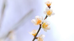 梅の花2017②