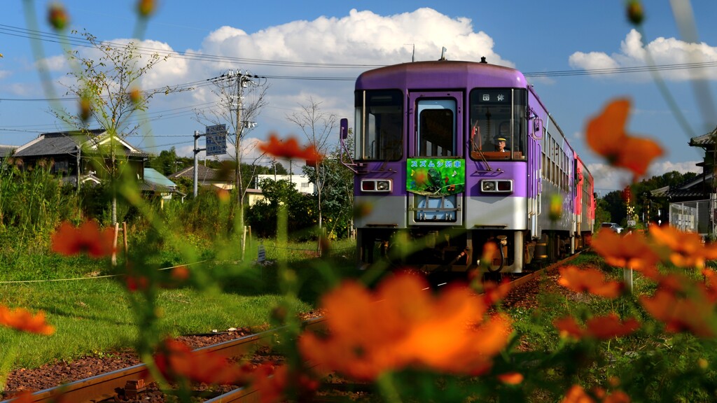 北条鉄道 スズムシ列車2015