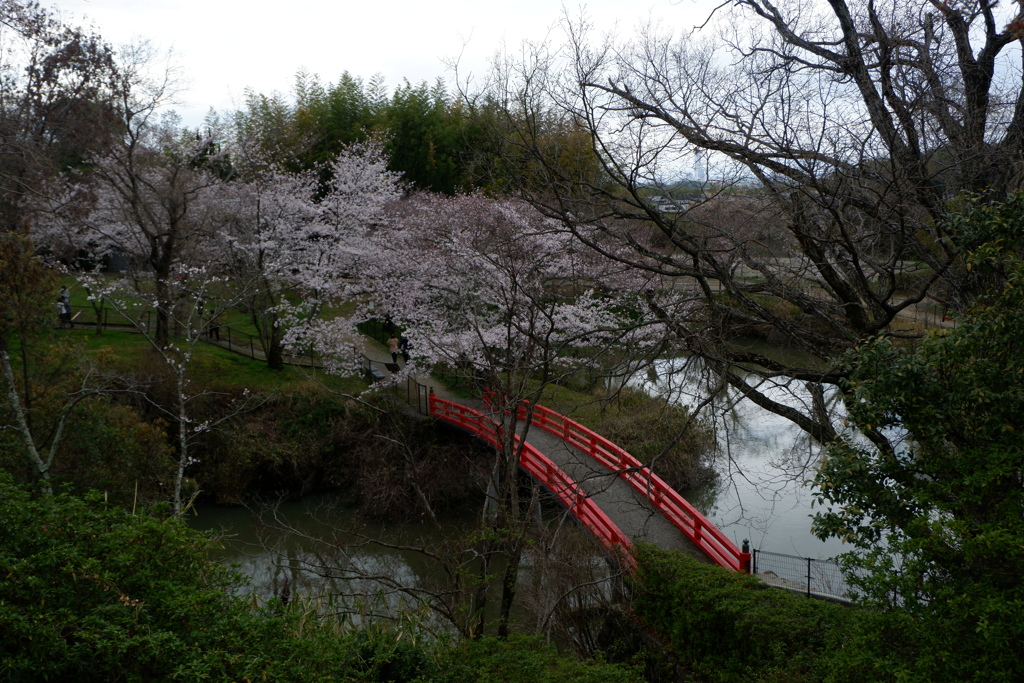 桜と橋