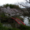 桜と橋