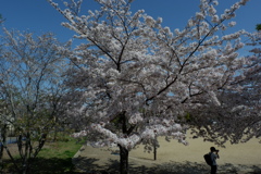 狭山池公園の桜2