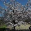 狭山池公園の桜2