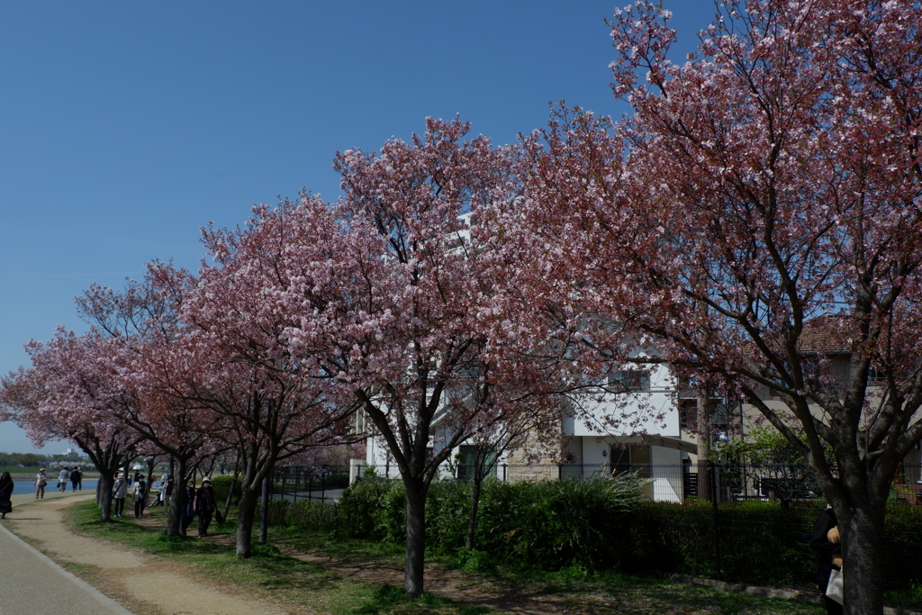 狭山池公園の桜