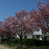 狭山池公園の桜