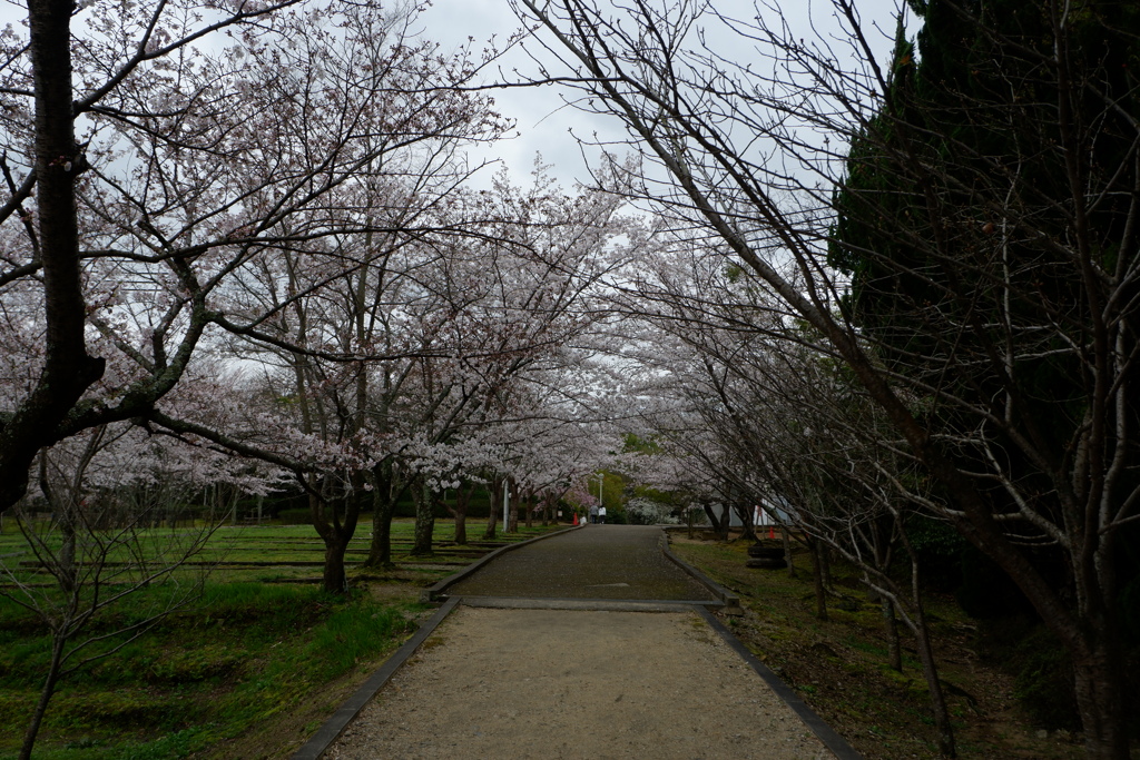 桜の道