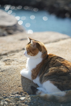 海辺のネコ