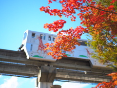 立川の紅葉とモノレール