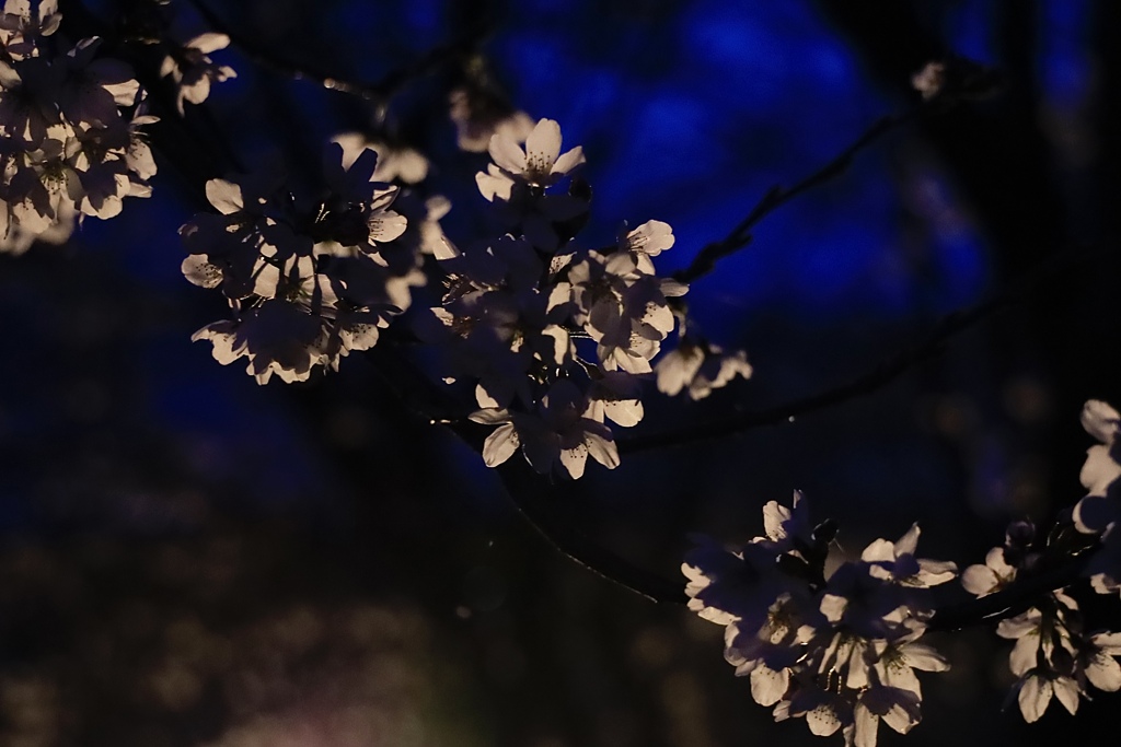 夜桜