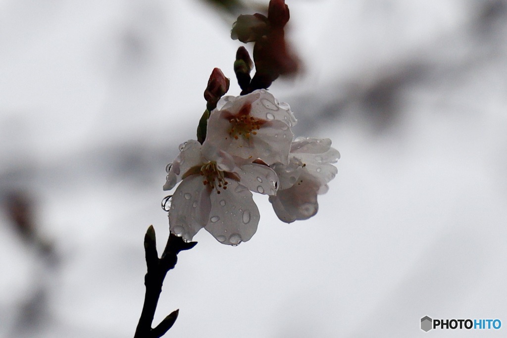 濡桜