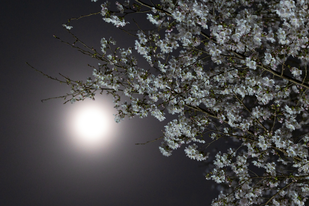 夜桜