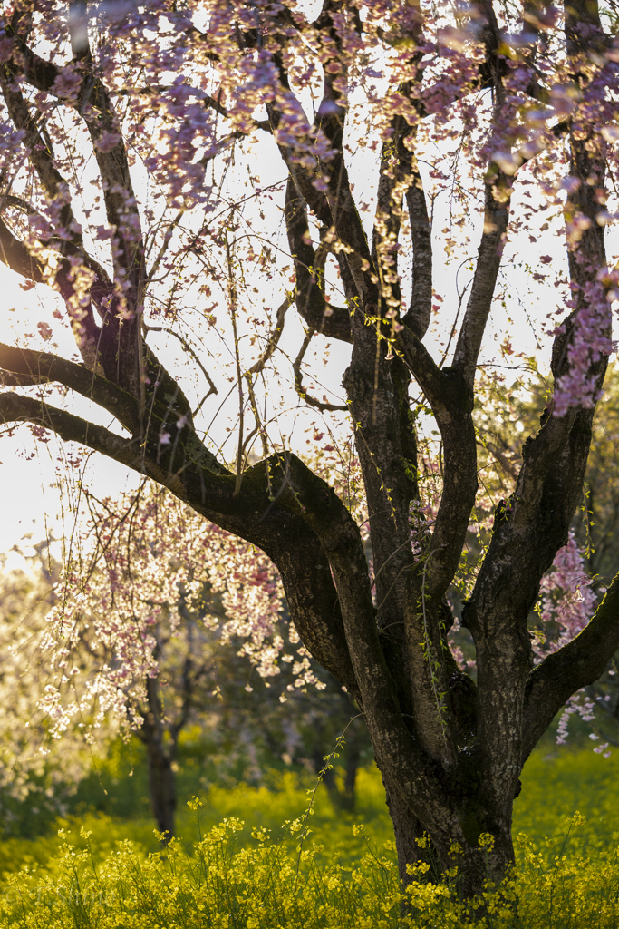 枝垂れ桜