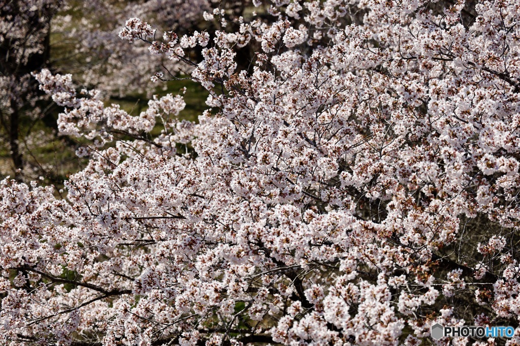 散り始めた桜2