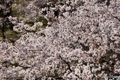 散り始めた桜2