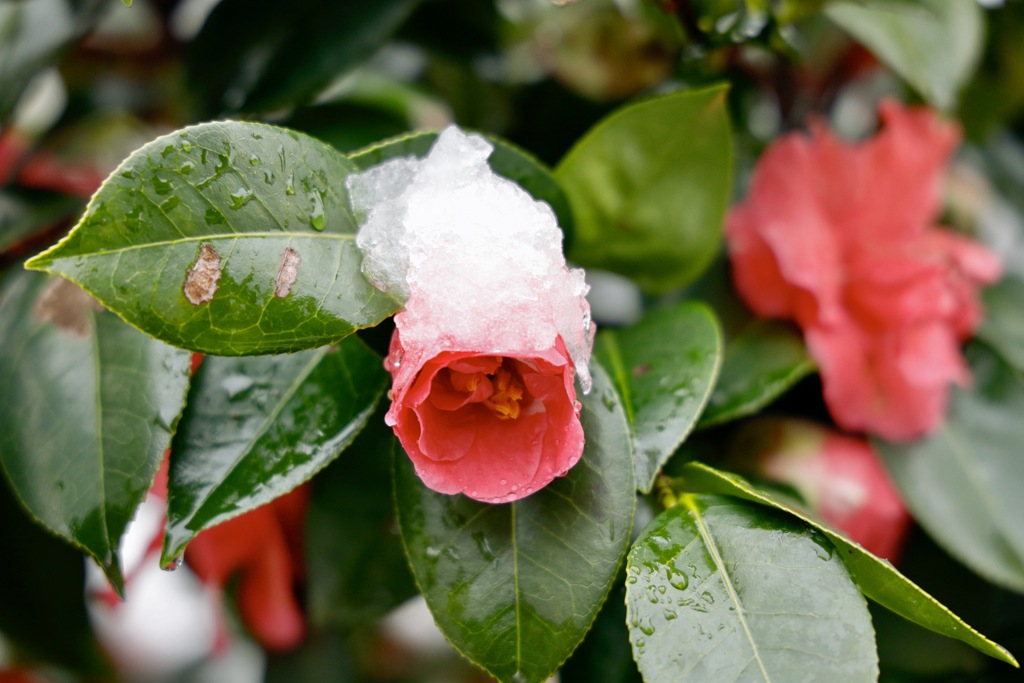 雪椿