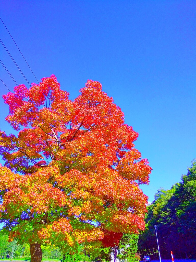 赤い秋　Der rote Herbst