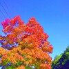 赤い秋　Der rote Herbst