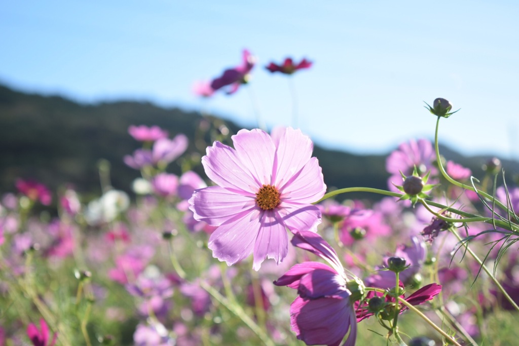 Cosmos！