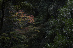 阿寺の七滝