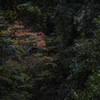阿寺の七滝