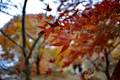 紅葉