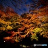 紅葉のライトアップ