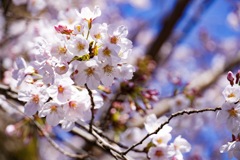 桜