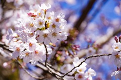 桜