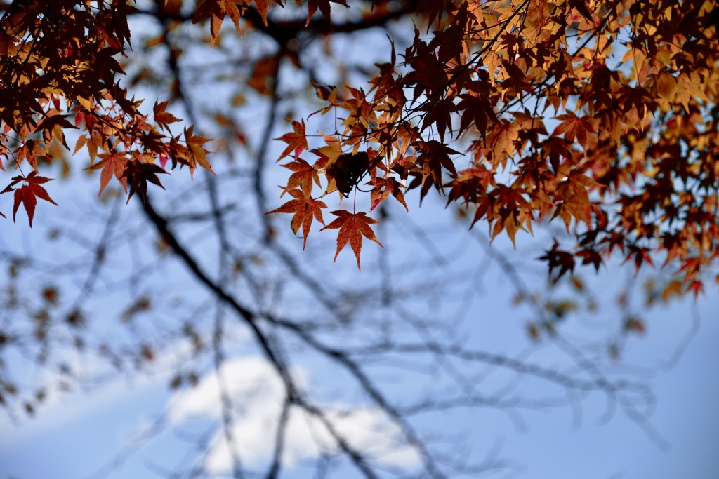 秋を迎えた山の木々