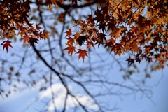 秋を迎えた山の木々