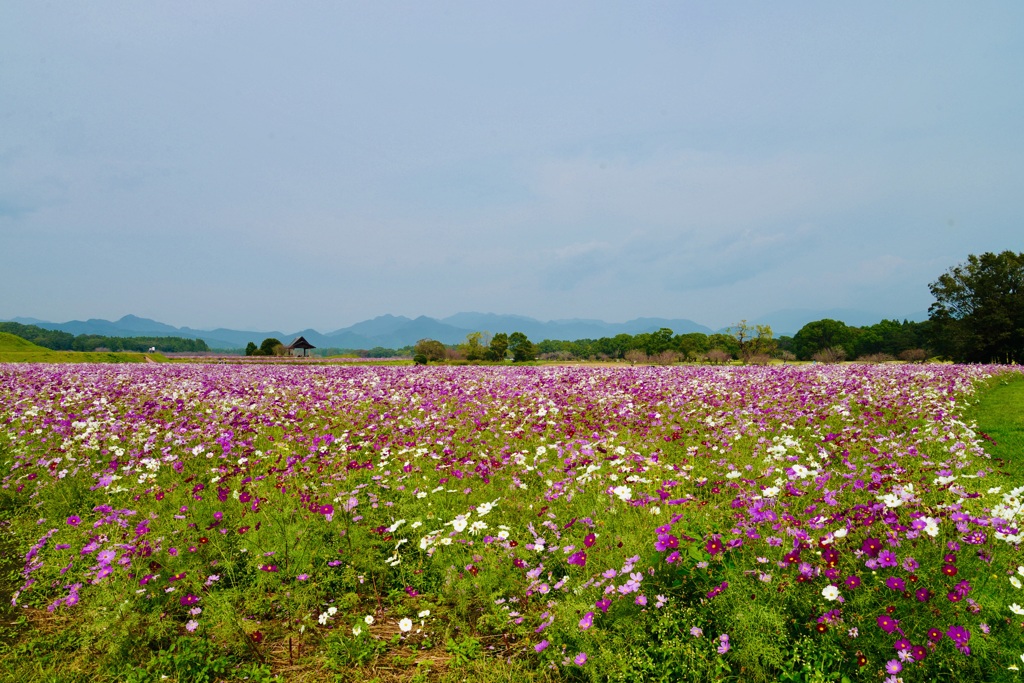 秋桜〜宮崎県西都原〜