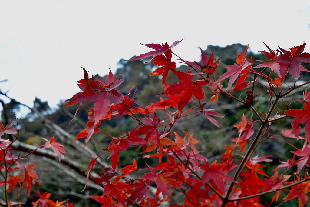 終わりに近づいている紅葉