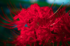 曼珠沙華 ～葛西臨海公園～
