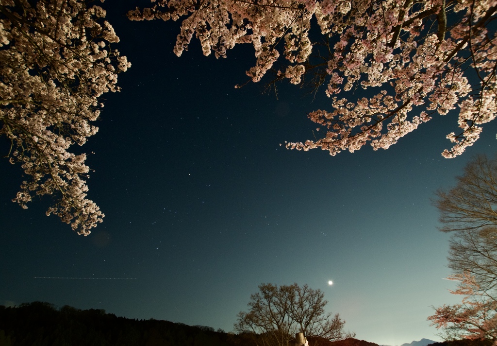 Cherry blossoms at Ishibutai-Kofun