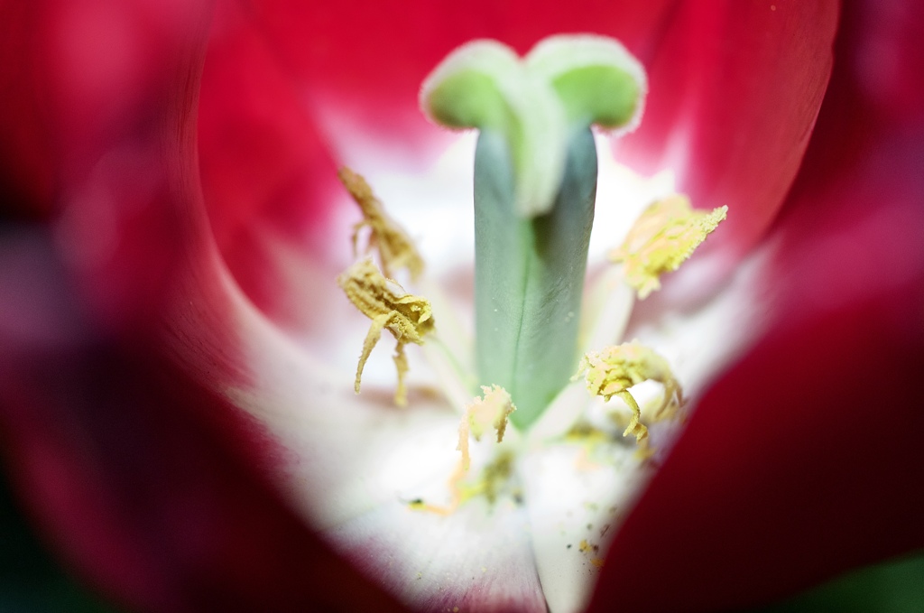 Tulip pollen