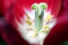 Tulip pollen