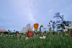 Not opium poppies