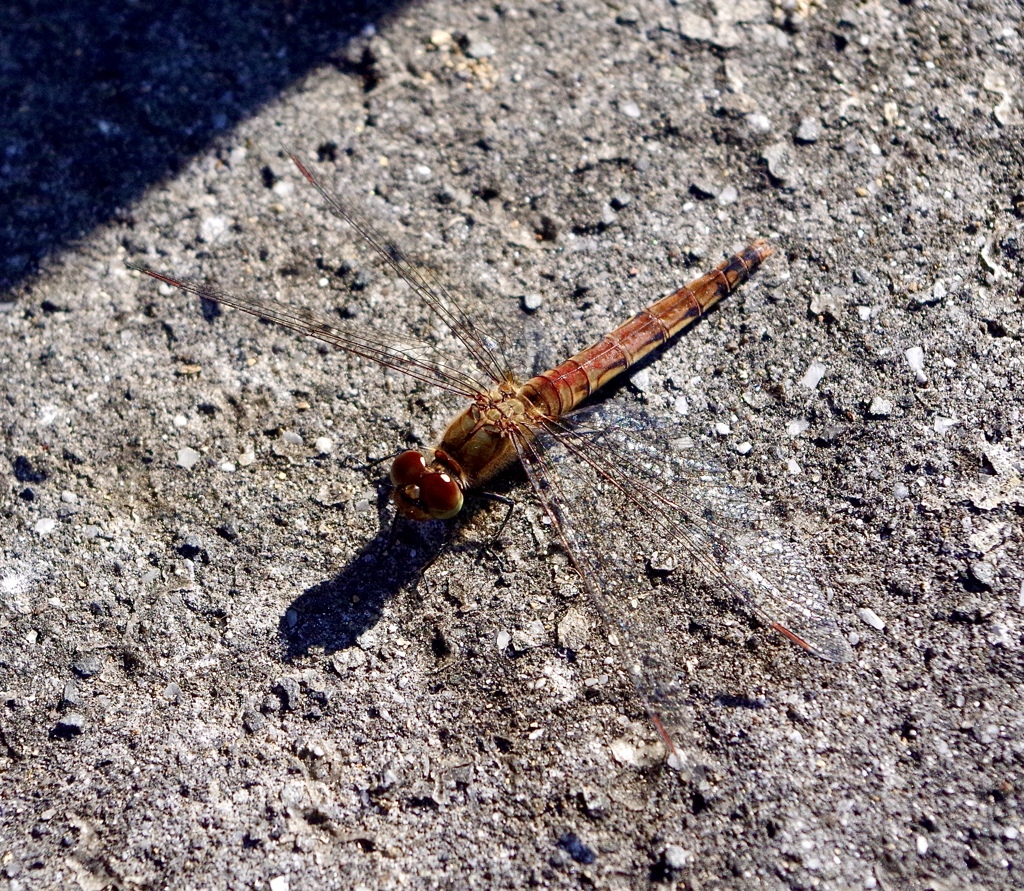 Sympetrum frequens