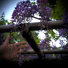 Charm of Wisteria