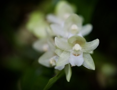 Dendrochilum glumaceum