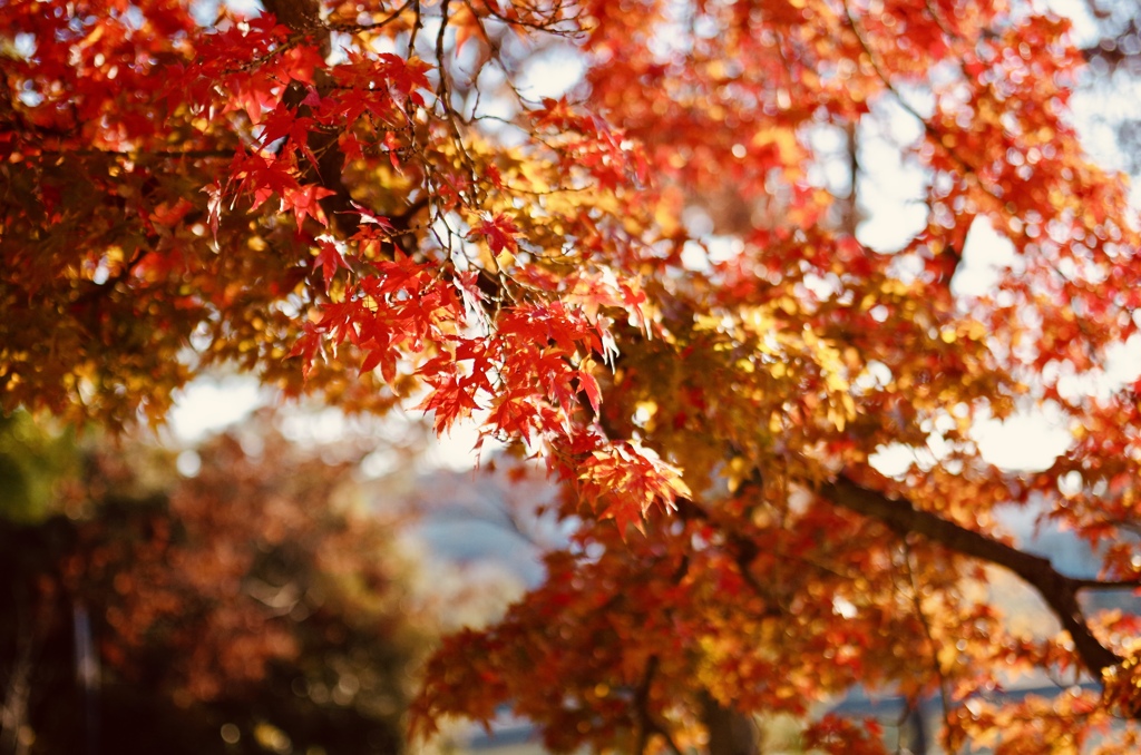 秋の奈良公園