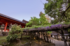 Wisteria at Kasuga Taisha Apr.19.2022