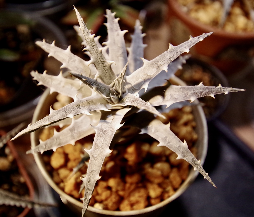 Dyckia goehringii Elton Leme 2718